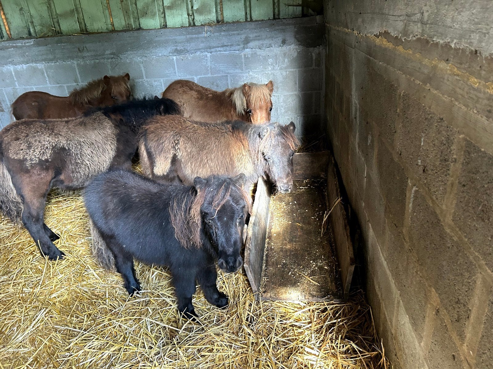 3 shetland, Animaux & Accessoires, Enlèvement, Shetland