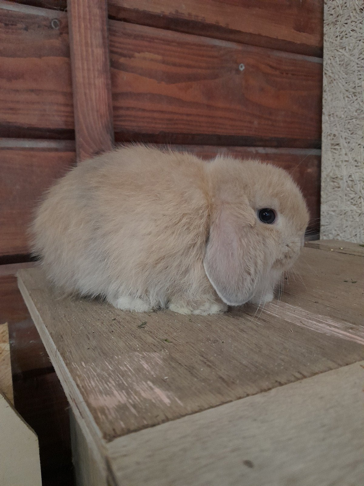 Minilop voedstertjes, Femelle, Nain, Oreilles tombantes, 0 à 2 ans