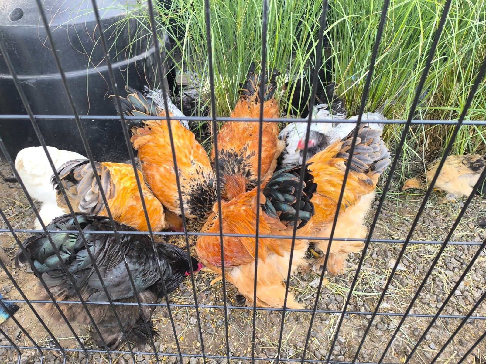 16 brahma groothoender  EERST LEZEN DAN REAGEREN, Dieren en Toebehoren, Pluimvee