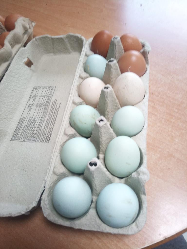 eiren te koop, Femelle, Poule ou poulet