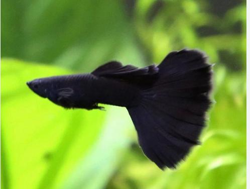 Black Panther - Guppy, Dieren en Toebehoren, Vissen | Aquariumvissen, Vis, Zoetwatervis, Schoolvis