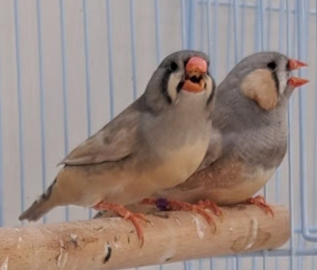 3 koppels grote zebravinken !, Dieren en Toebehoren, Meerdere dieren, Tropenvogel