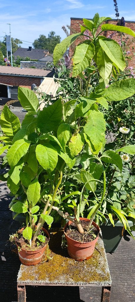 Brugmansia 'Florabelle, Autres espèces, Été, Enlèvement, Plante fixe