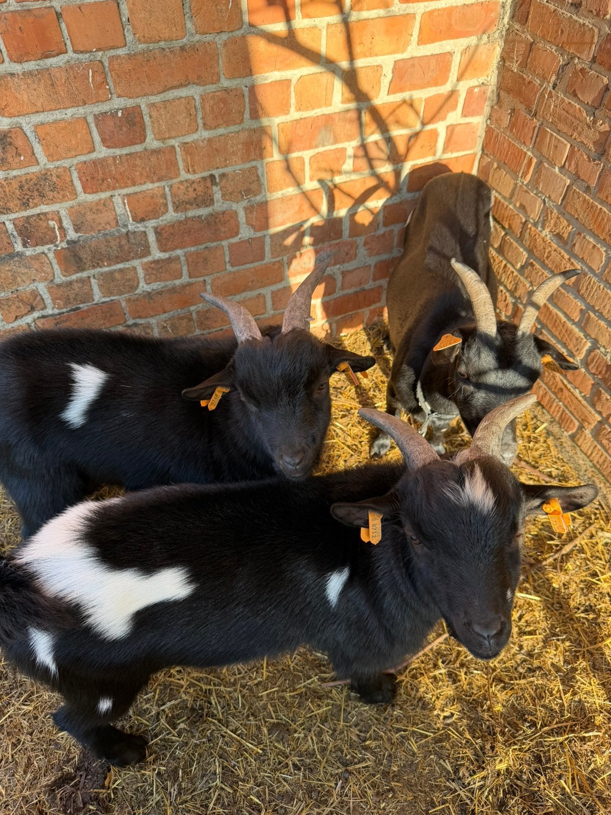 Dwerggeiten, Animaux & Accessoires, Moutons, Chèvres & Cochons