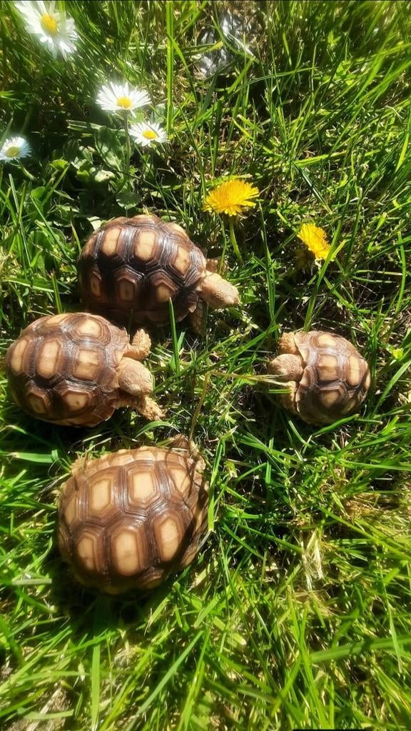 Tortue sulcata, Tortue