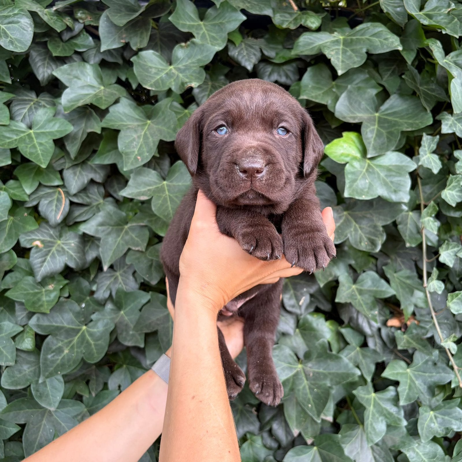 Prachtige choco & zwarte Labrador pups met Vlaams stamboom, België, 8 tot 15 weken, Labrador retriever, Meerdere