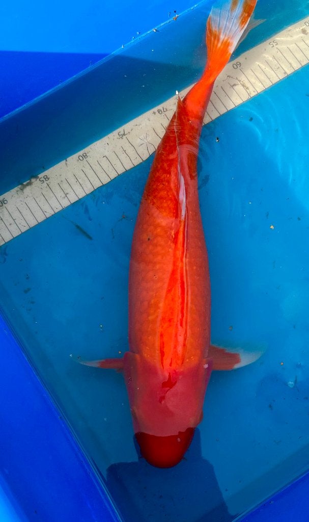 Pearl Ginrin Benigoi 52cm, Dieren en Toebehoren, Vissen | Vijvervissen, Karper of Koi