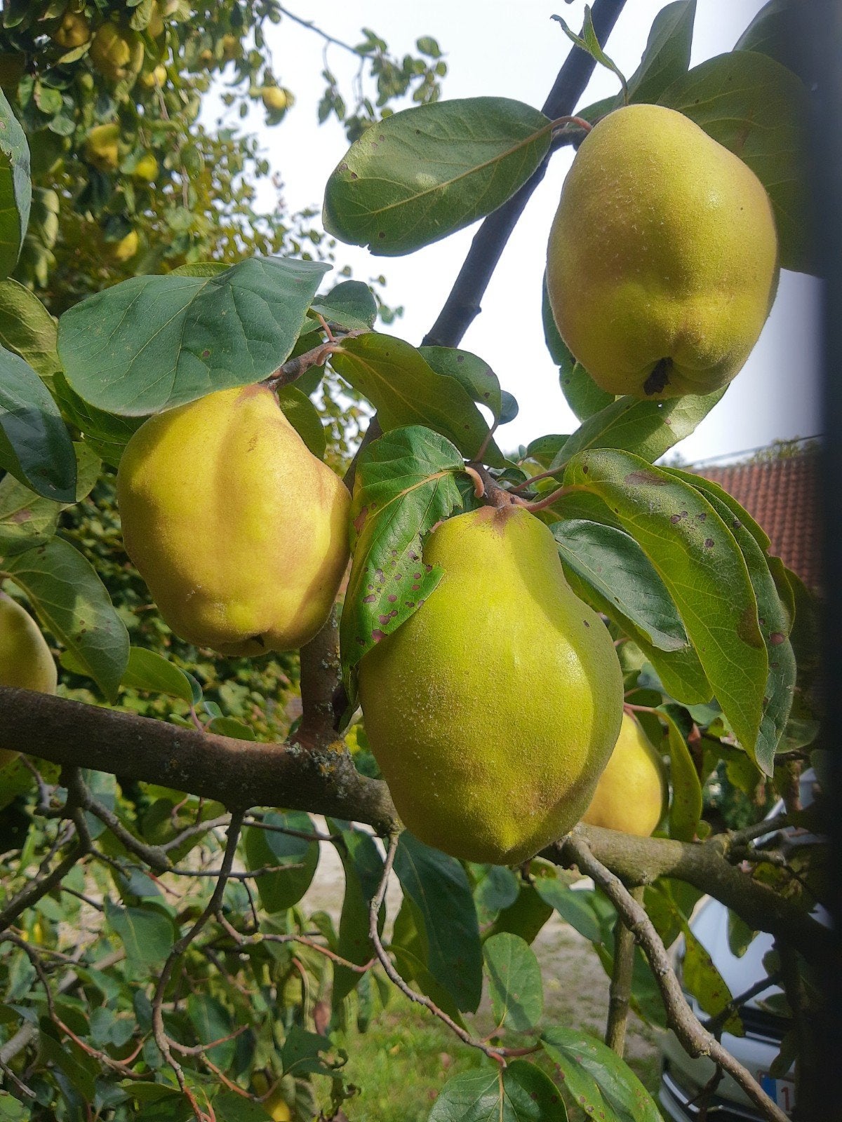 kweeperen vers van boom, Ophalen