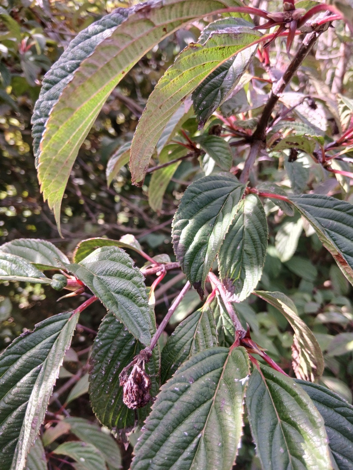 viburnum plicatum/japanse sneeuwbal, Ophalen
