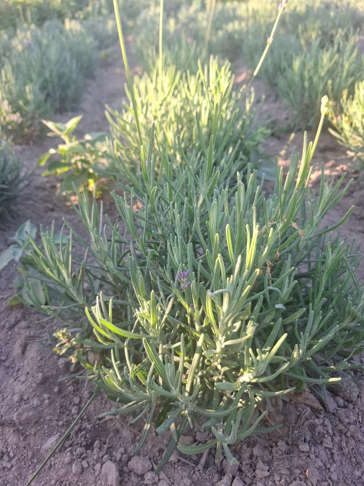Lavendel, Tuin en Terras, Planten | Tuinplanten, Volle zon, Vaste plant, Zomer, Ophalen