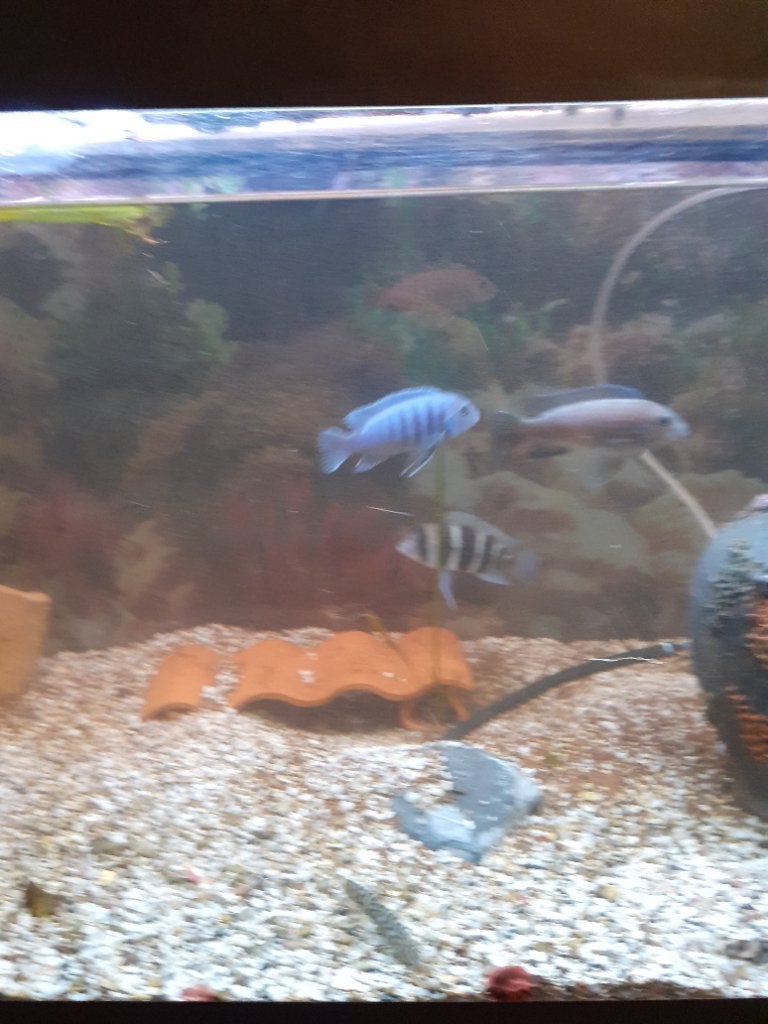 6 cicliden+4 botias, Dieren en Toebehoren