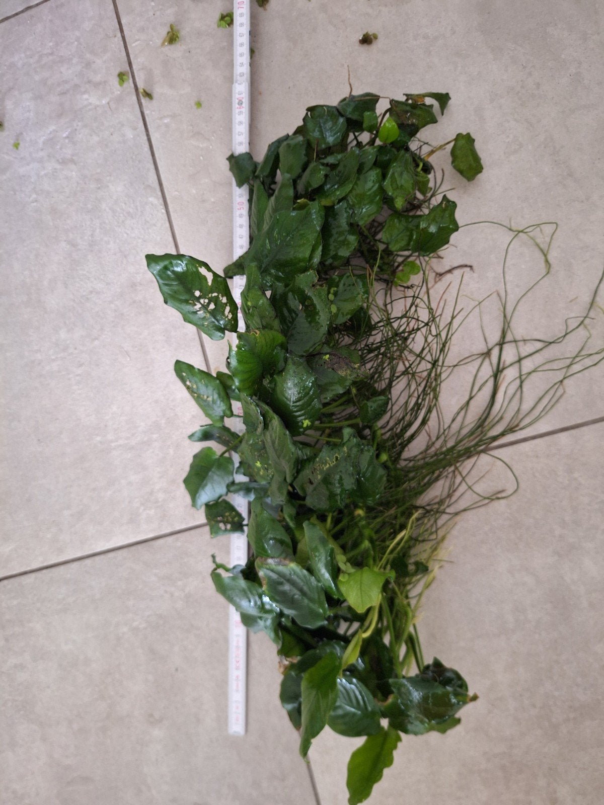 groot stuk anubias., Ophalen, Plant(en), Steen of Hout