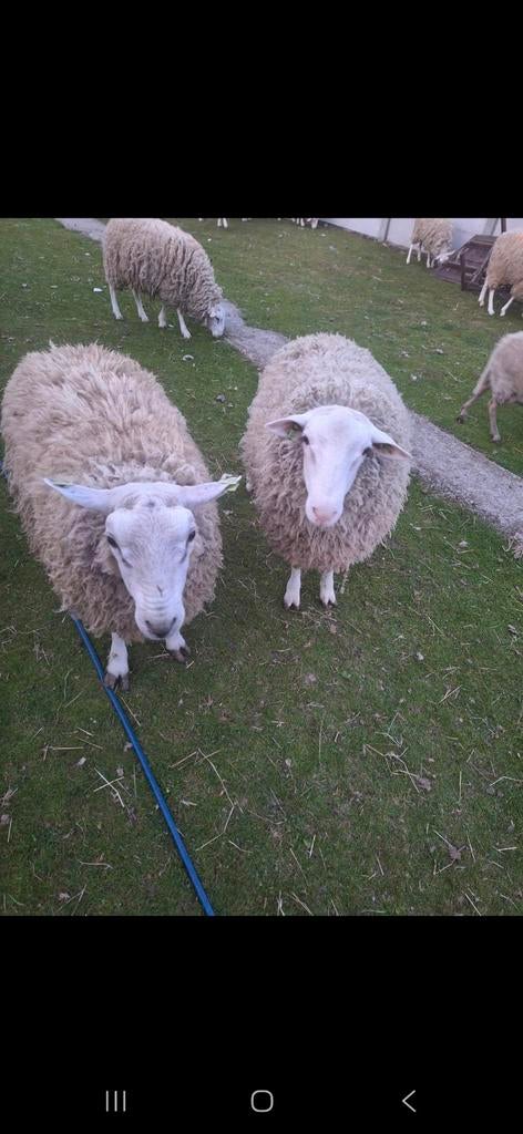 Schapen