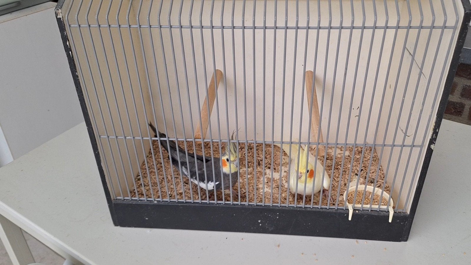 koppel valkparkieten te koop, Dieren en Toebehoren, Geringd