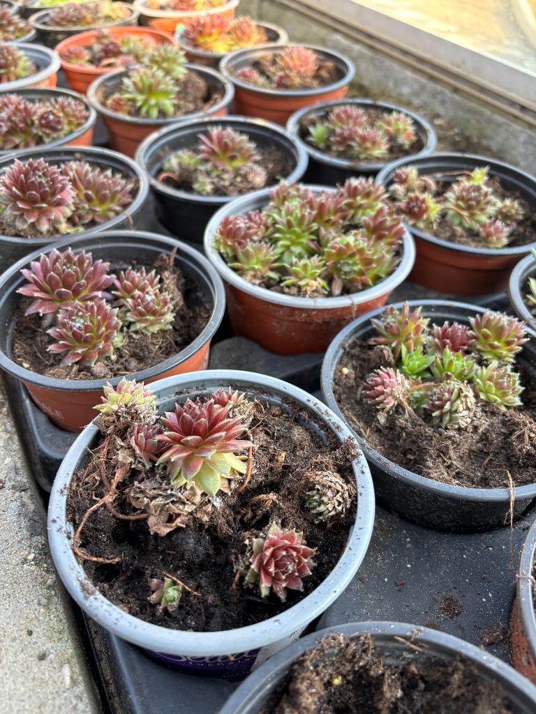 Sempervivum, Ophalen