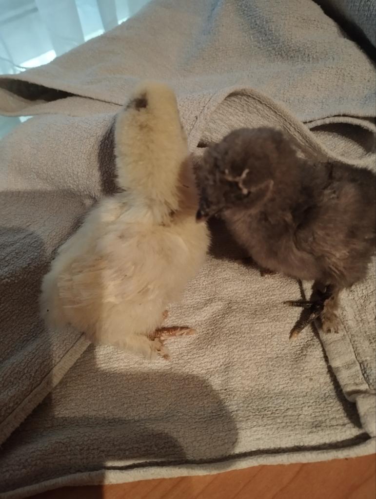 6 Kuikentjes, Dieren en Toebehoren