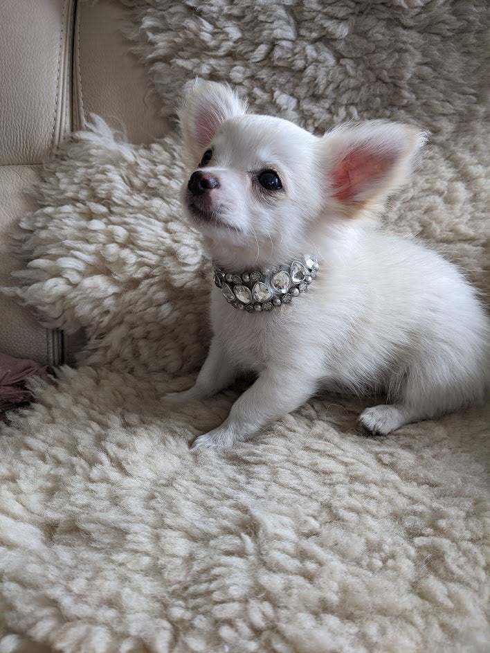 chihuahua reu, België, Particulier, Reu, CDV (hondenziekte)