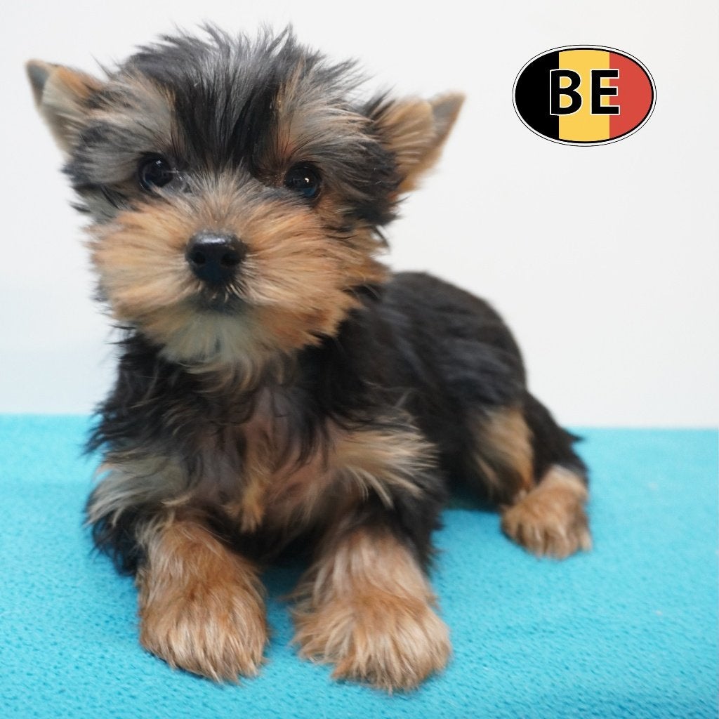 Yorkshire Terriër - Belgische pups te koop, Dieren en Toebehoren, Yorkshire Terriër, België, Handelaar, CDV (hondenziekte)