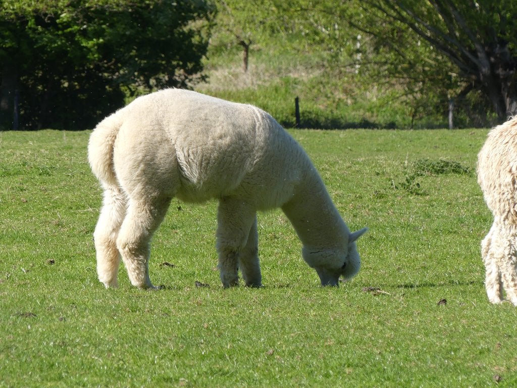 Alpaca Huacaya Dekhengst, Dieren en Toebehoren, Mei, Mannelijk