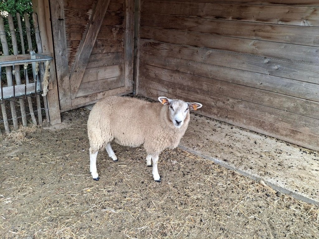 schapenbok, Dieren en Toebehoren, Schapen, Geiten en Varkens, Mannelijk, Schaap, 0 tot 2 jaar