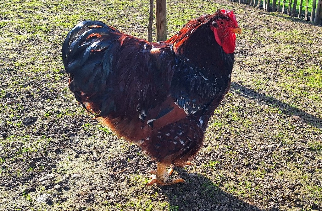 Wyandotte groothoender rood/porselein, Dieren en Toebehoren, Pluimvee, Meerdere dieren, Kip