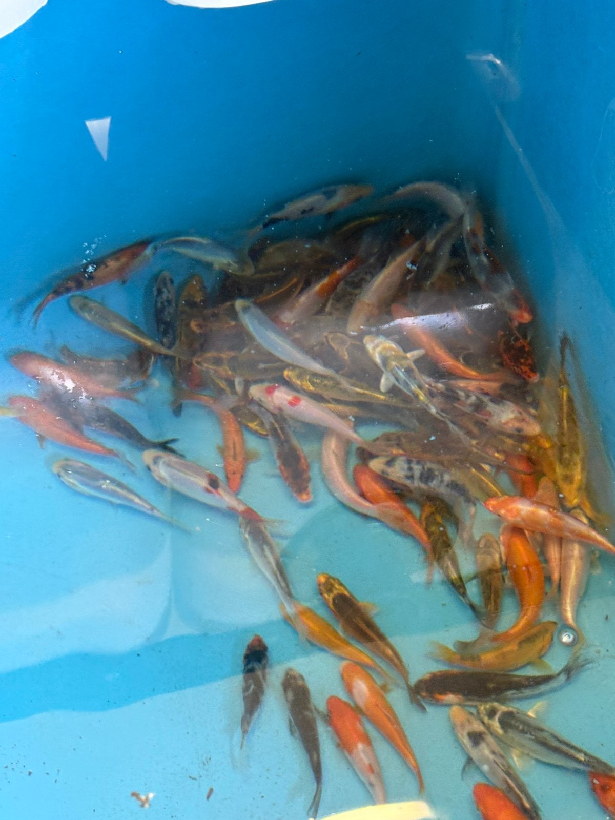 Koi vissen 10/13 cm, Karper of Koi