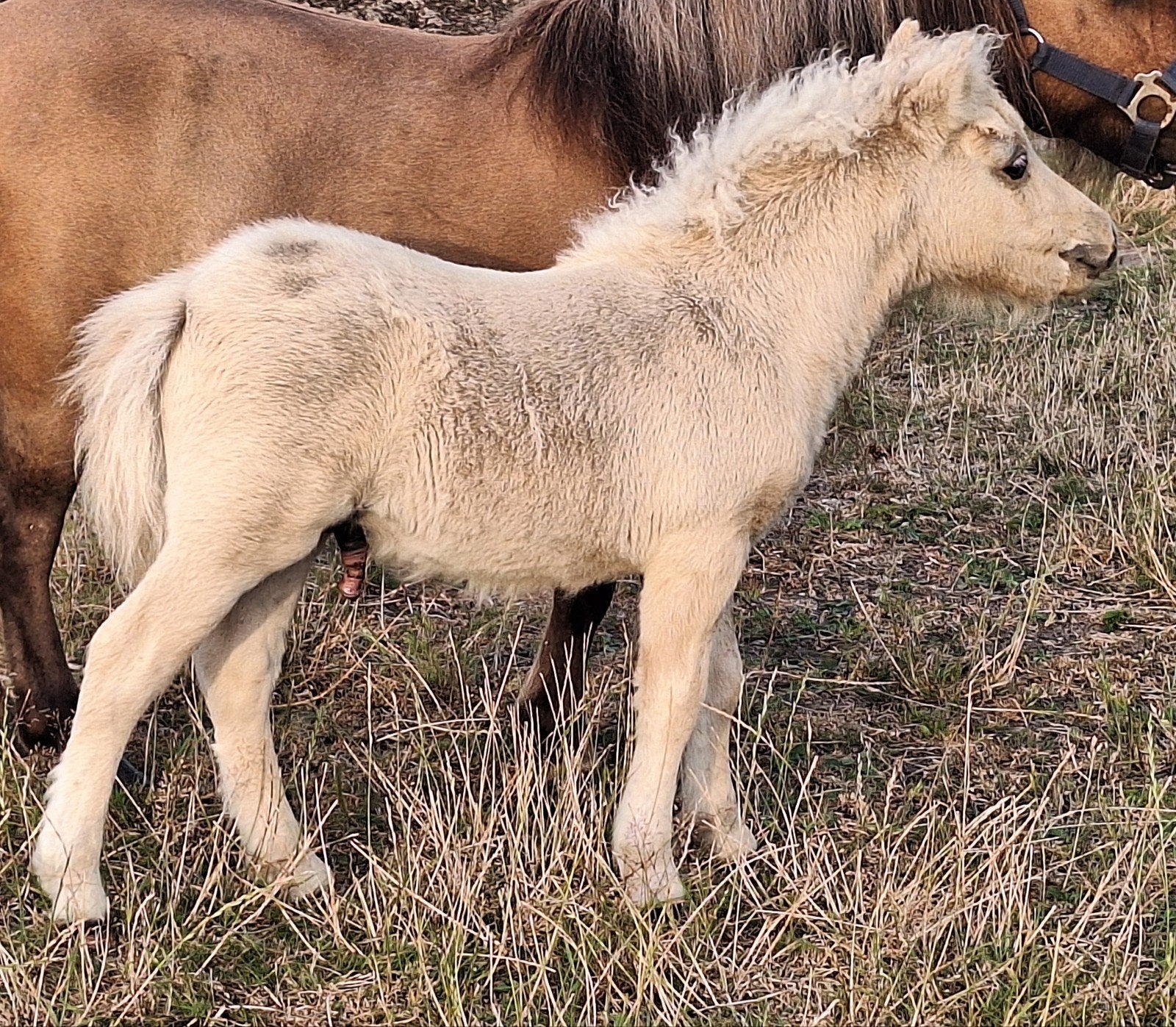 heel mooi lief palomino shetland hengstveulen, Hengst, Onbeleerd, Met stamboom