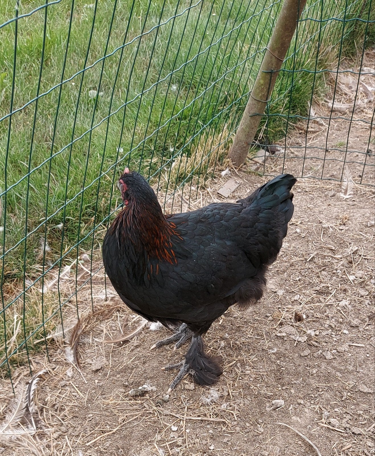 Marans hennen, Dieren en Toebehoren, Pluimvee