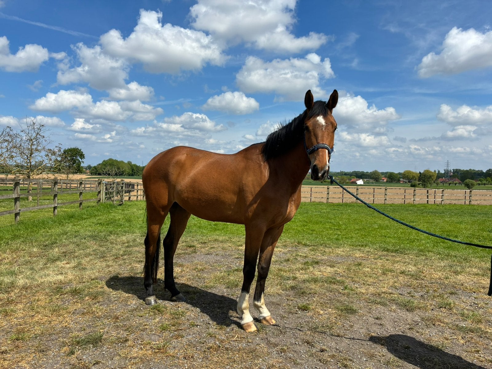 4-jarige BWP ruin met potentieel, Hongre, Avec pedigree, 170 à 175 cm, 3 à 6 ans
