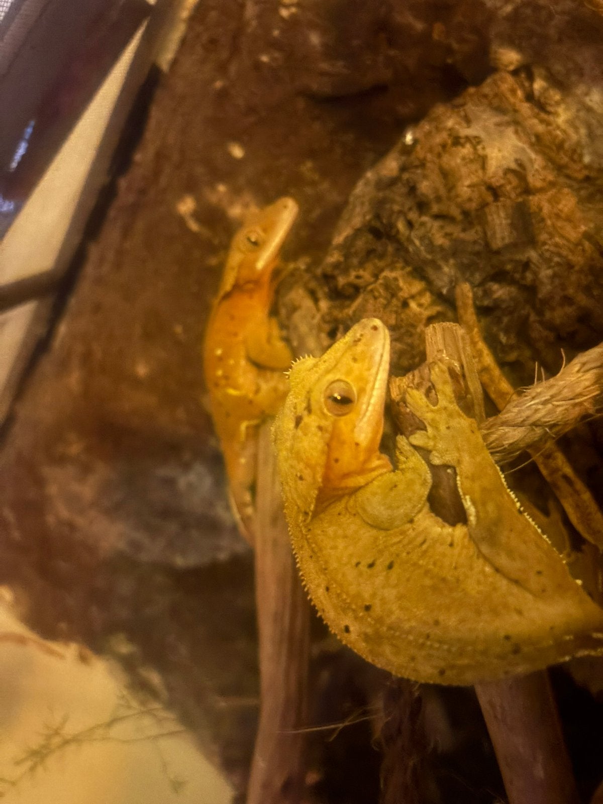Wimpergekko, Dieren en Toebehoren, Tam
