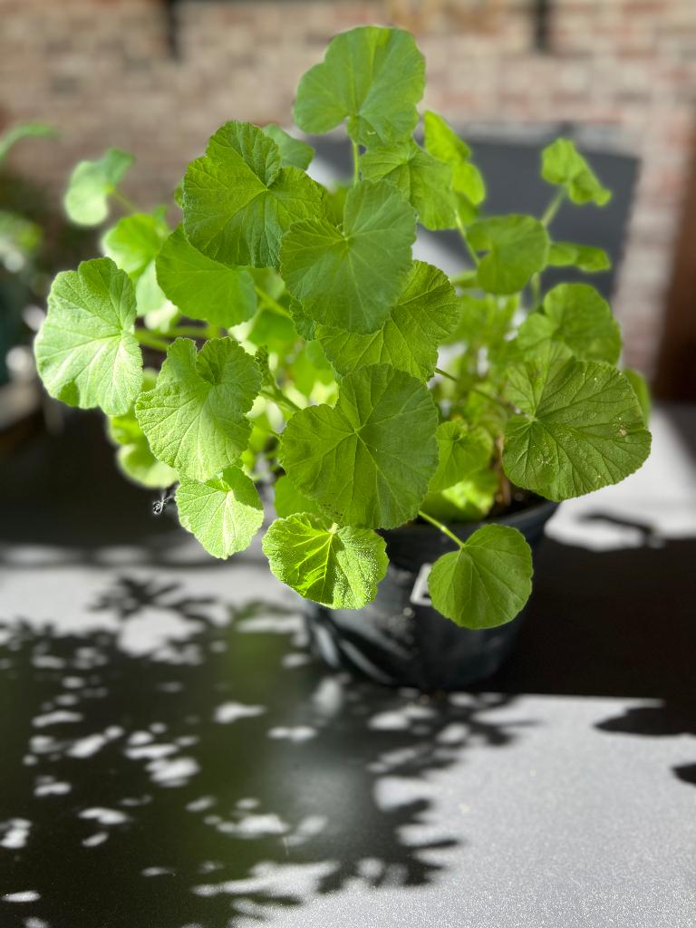 Verschillende planten, Ophalen