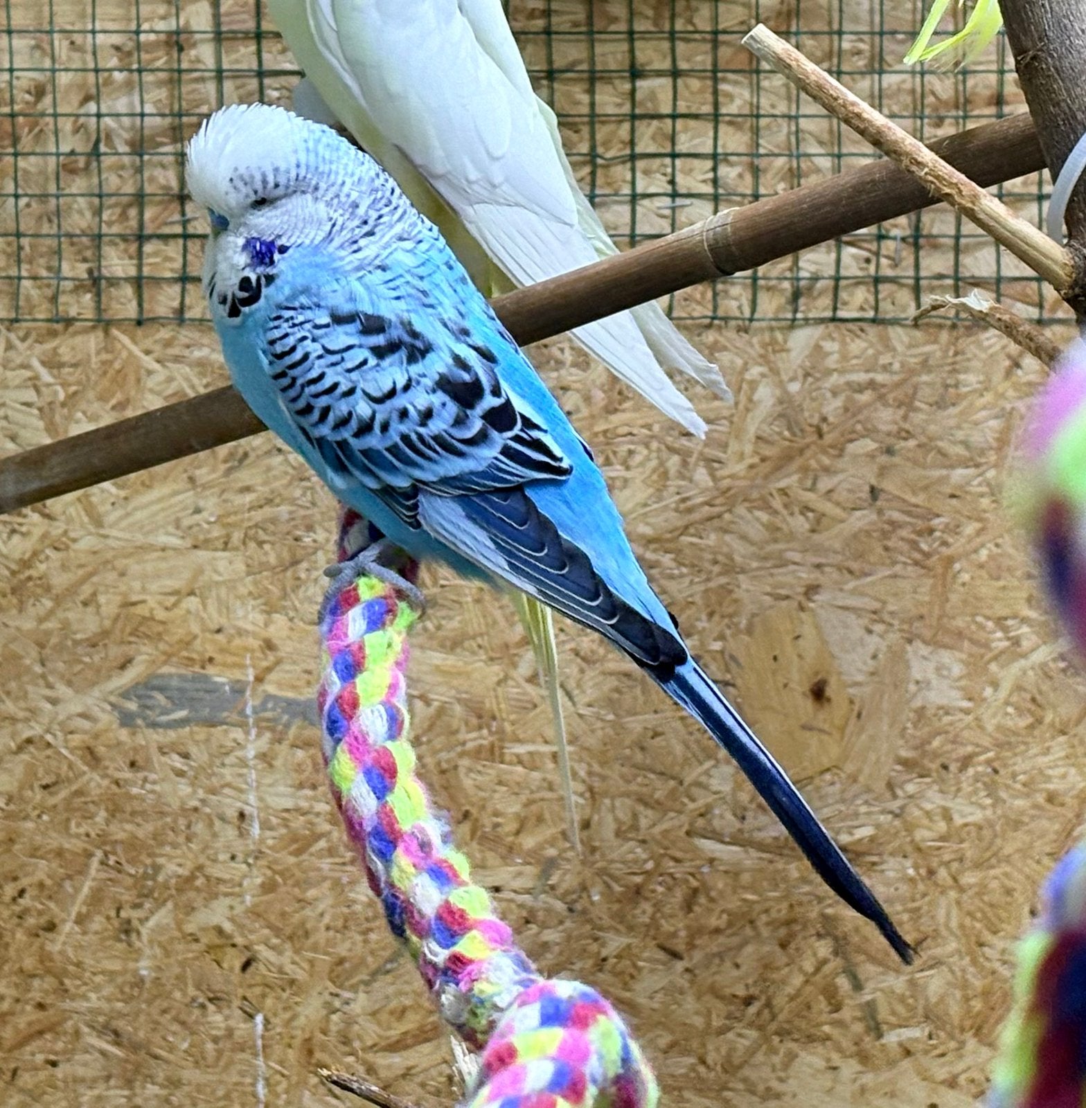 Engelse grasparkieten, Animaux & Accessoires, Plusieurs animaux, Perruche