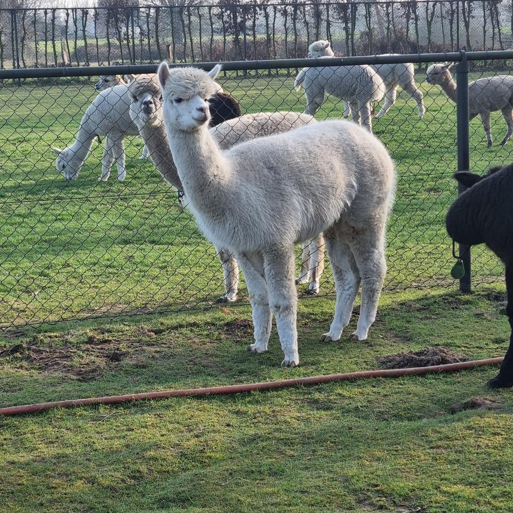 Alpaca merrie 3 jaar met volledig  stamboek, Dieren en Toebehoren, Augustus, Vrouwelijk