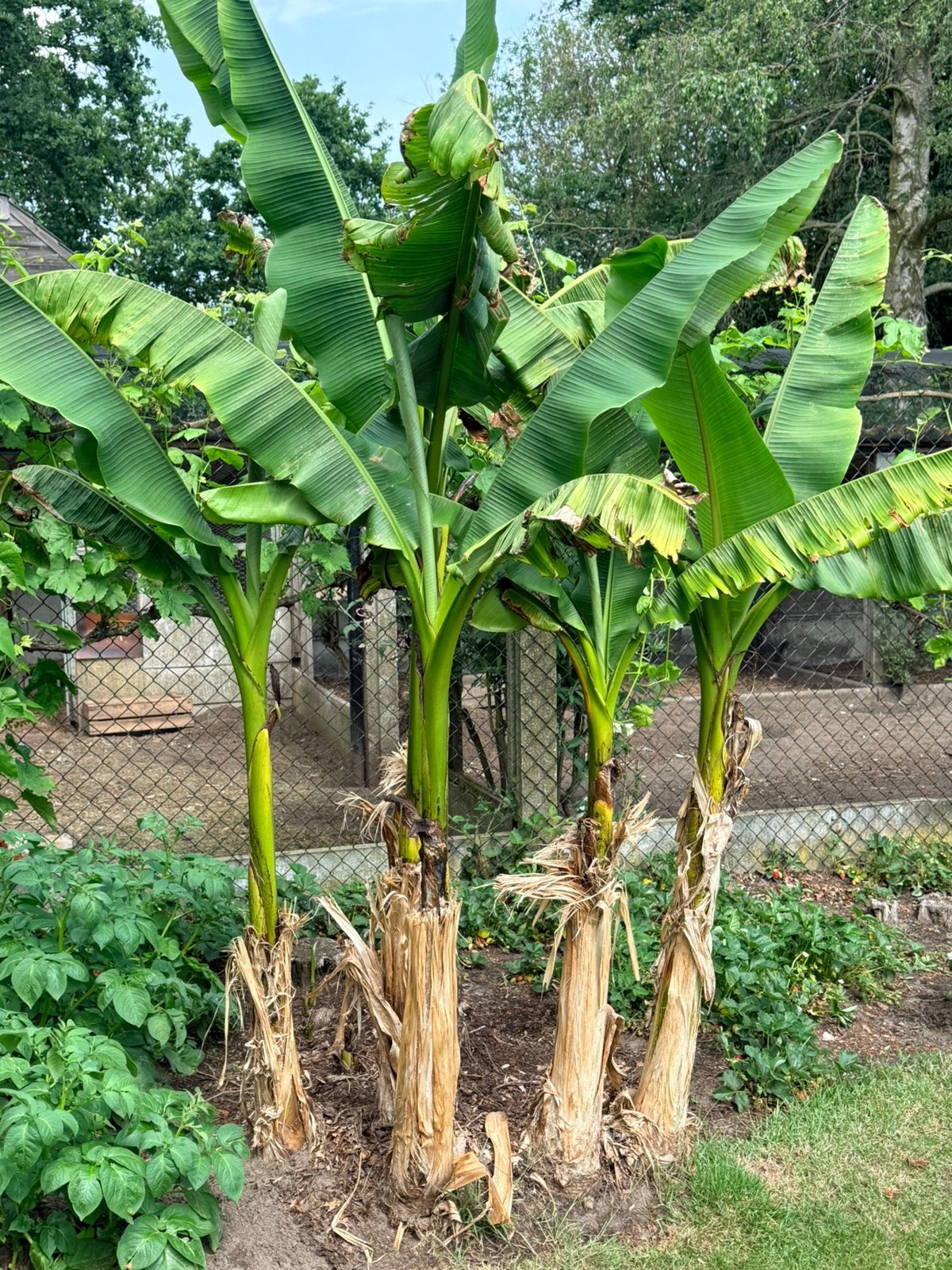 Banaan boom, Ophalen