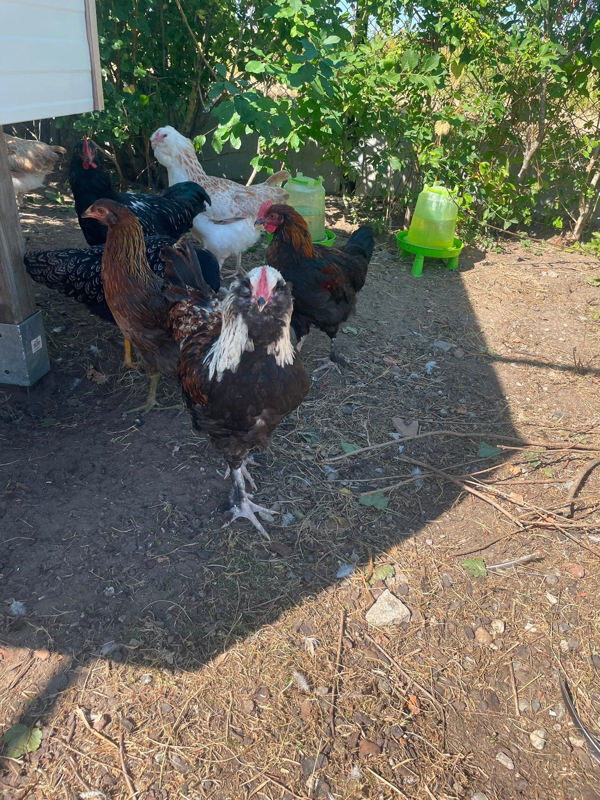 Hanen Faverolles, Barnevelder, Marans en Cream legbar, Dieren en Toebehoren, Pluimvee, Mannelijk, Kip