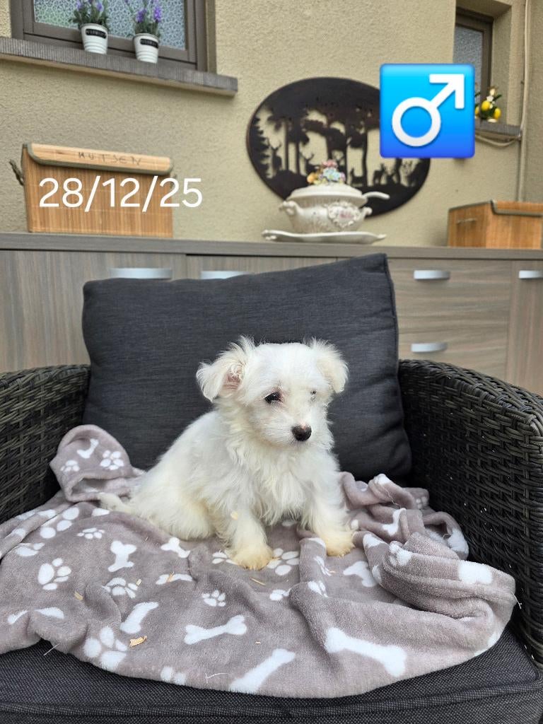 havanezer pup, Parvo, België, Maltezer, Reu