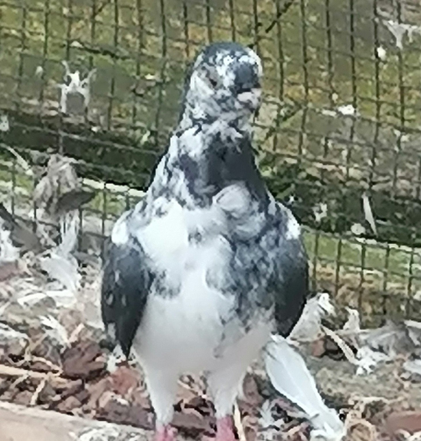 Figurita, Dieren en Toebehoren