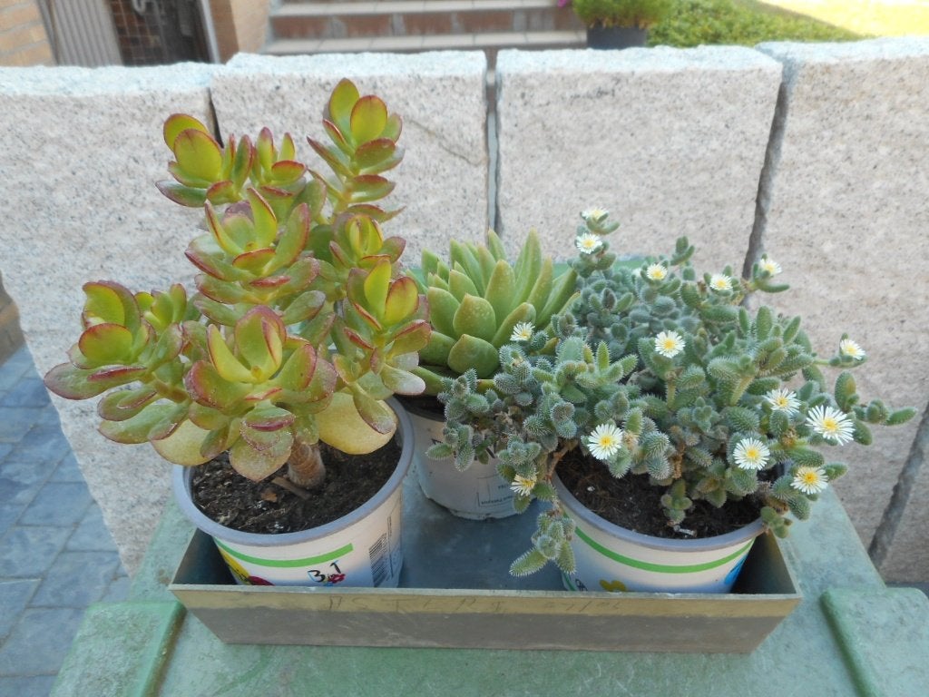Planten, Tuin en Terras, Overige soorten, Vaste plant, Ophalen of Verzenden, Halfschaduw
