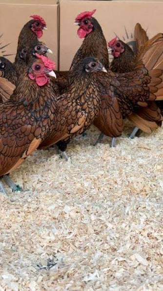 Sebright haantje goud, Dieren en Toebehoren