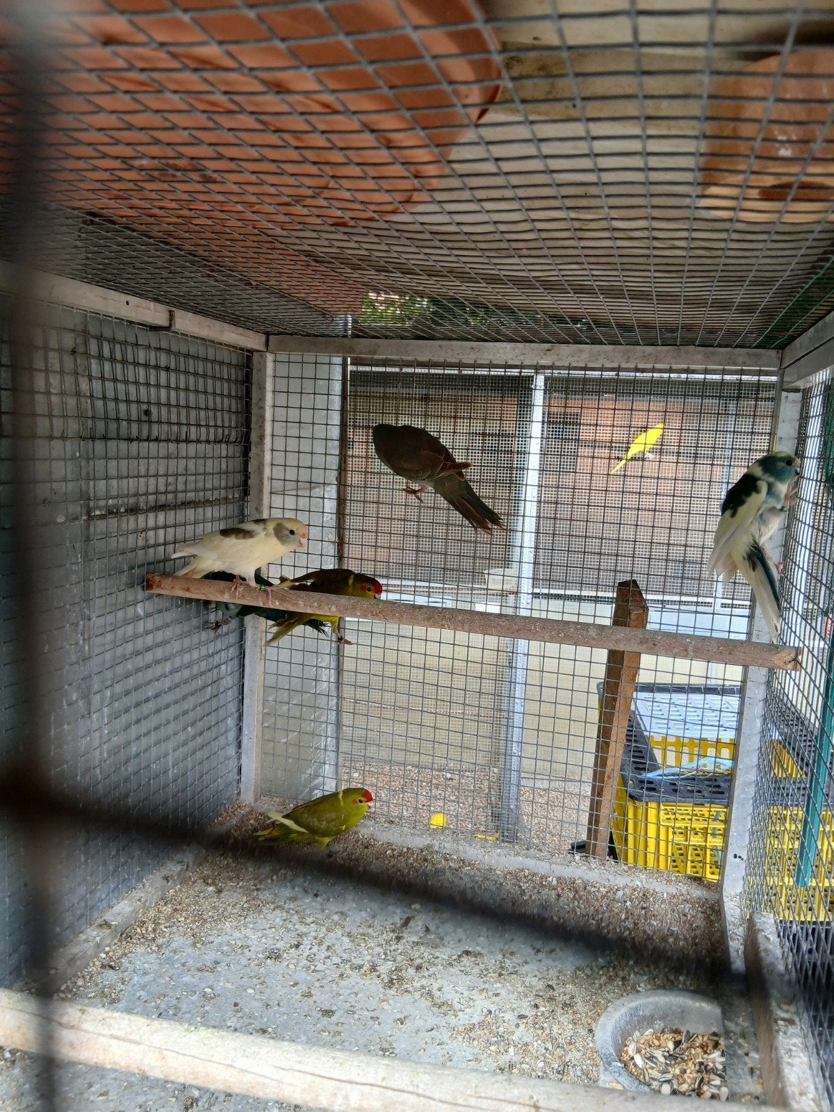 kakarikis, Animaux & Accessoires, Bagué