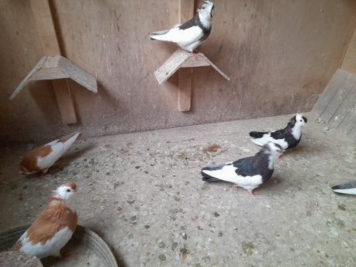 duiven, Dieren en Toebehoren