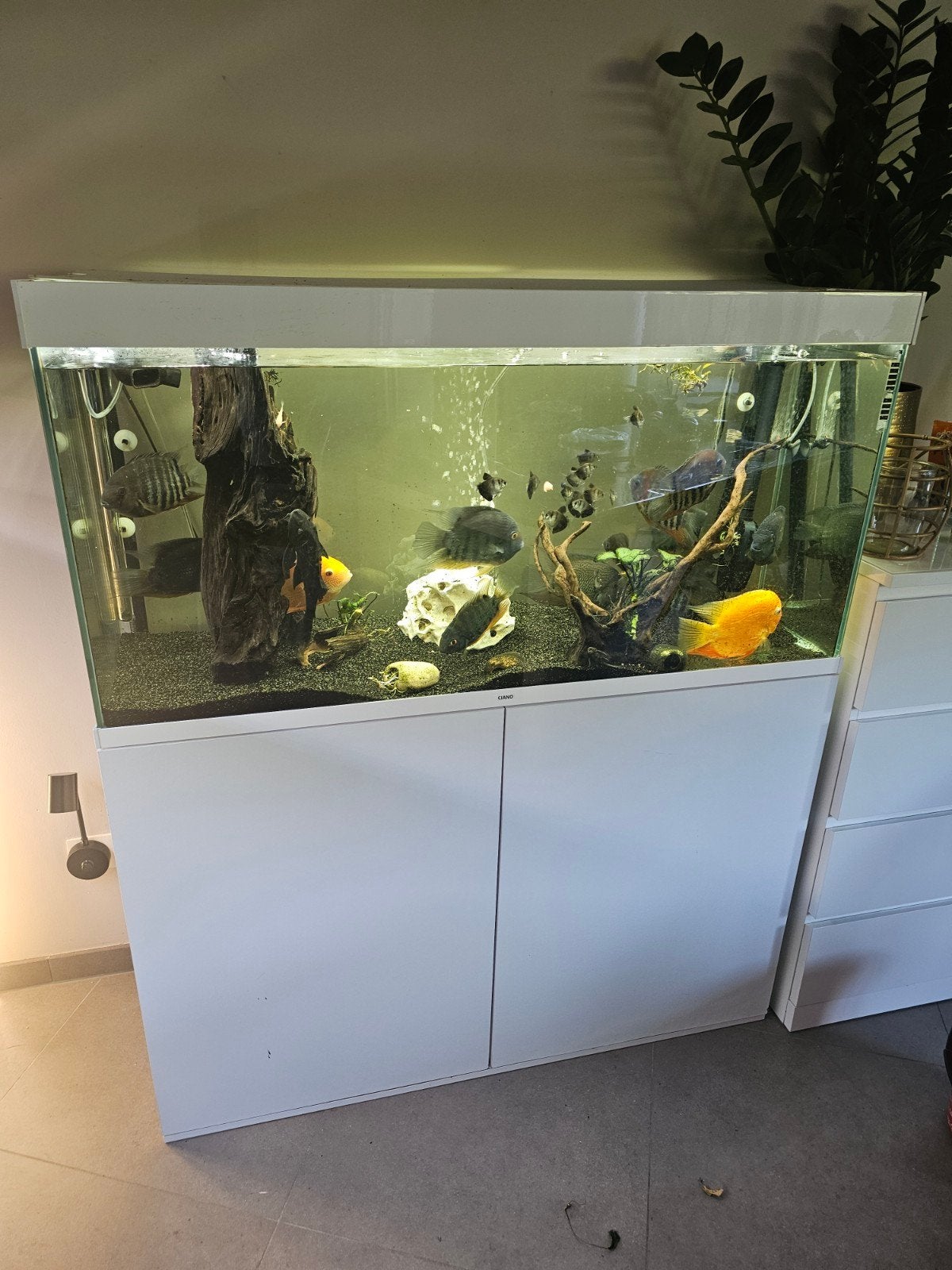 Ciano aquarium, Ophalen, Filter, Fluval