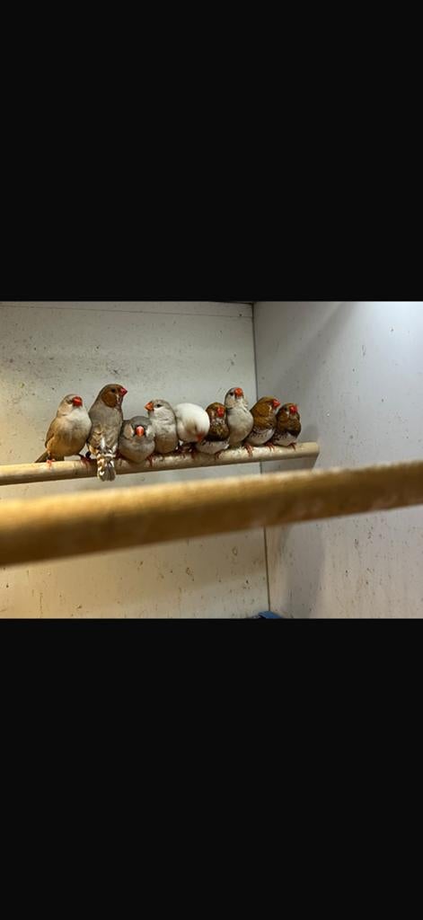 Veel soorten tropische vogels gezocht!, Dieren en Toebehoren, Vogels | Overige Vogels