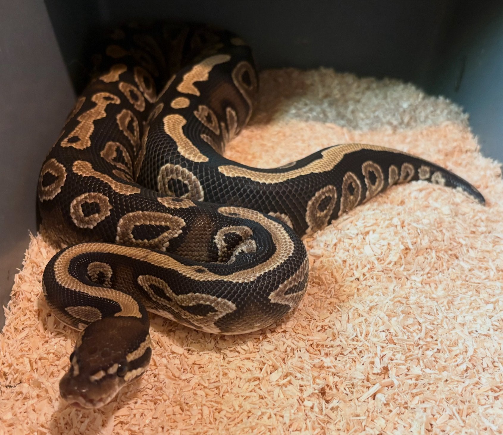 Ball python Vrouw, Serpent, Domestique, 0 à 2 ans
