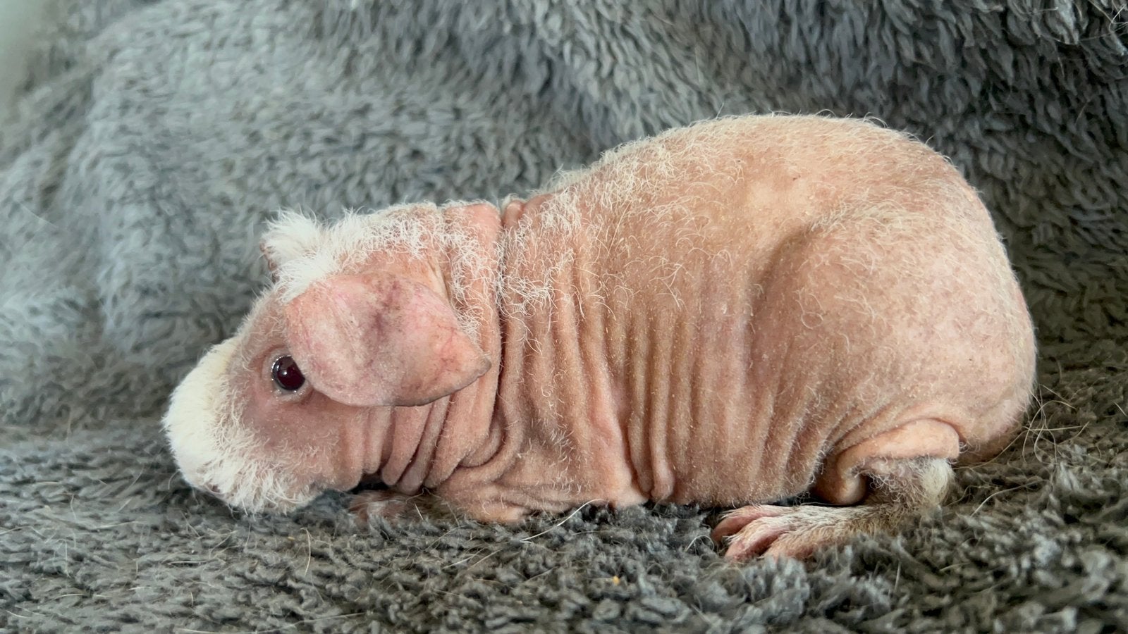 Lief skinny cavia zeugje, Dieren en Toebehoren, Cavia, April, Vrouwelijk, Tam