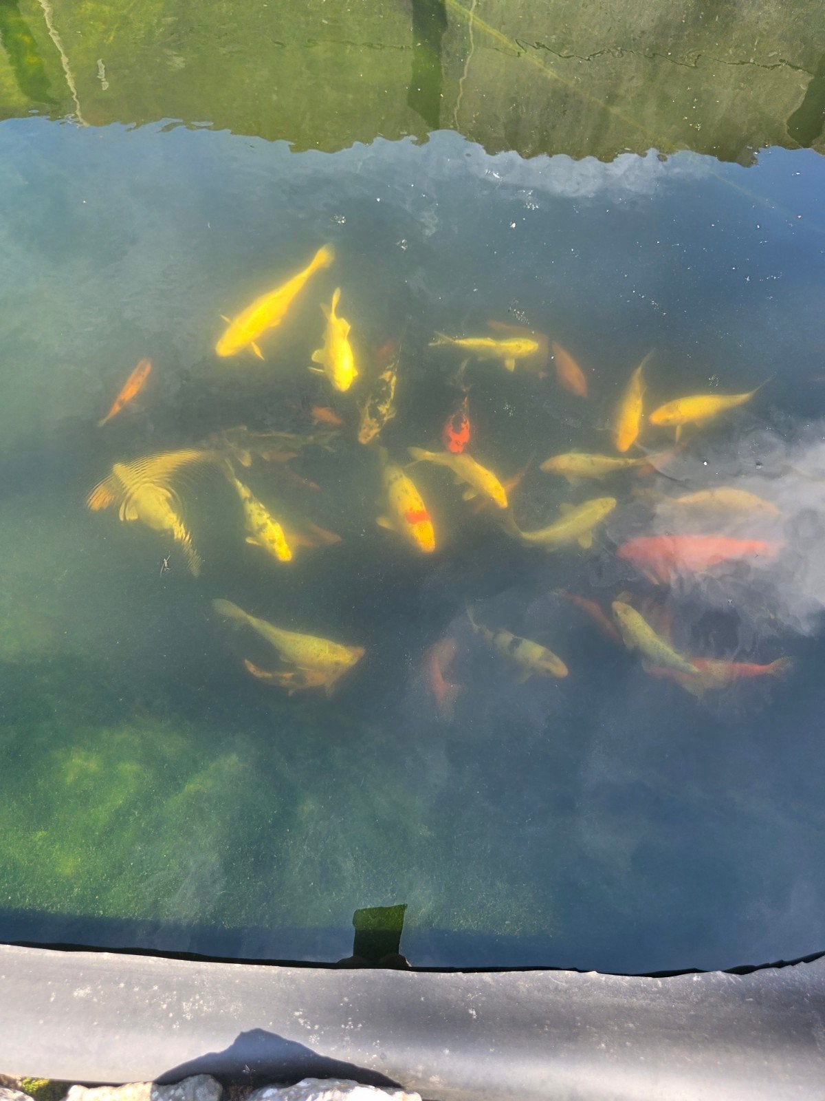 koi, Dieren en Toebehoren