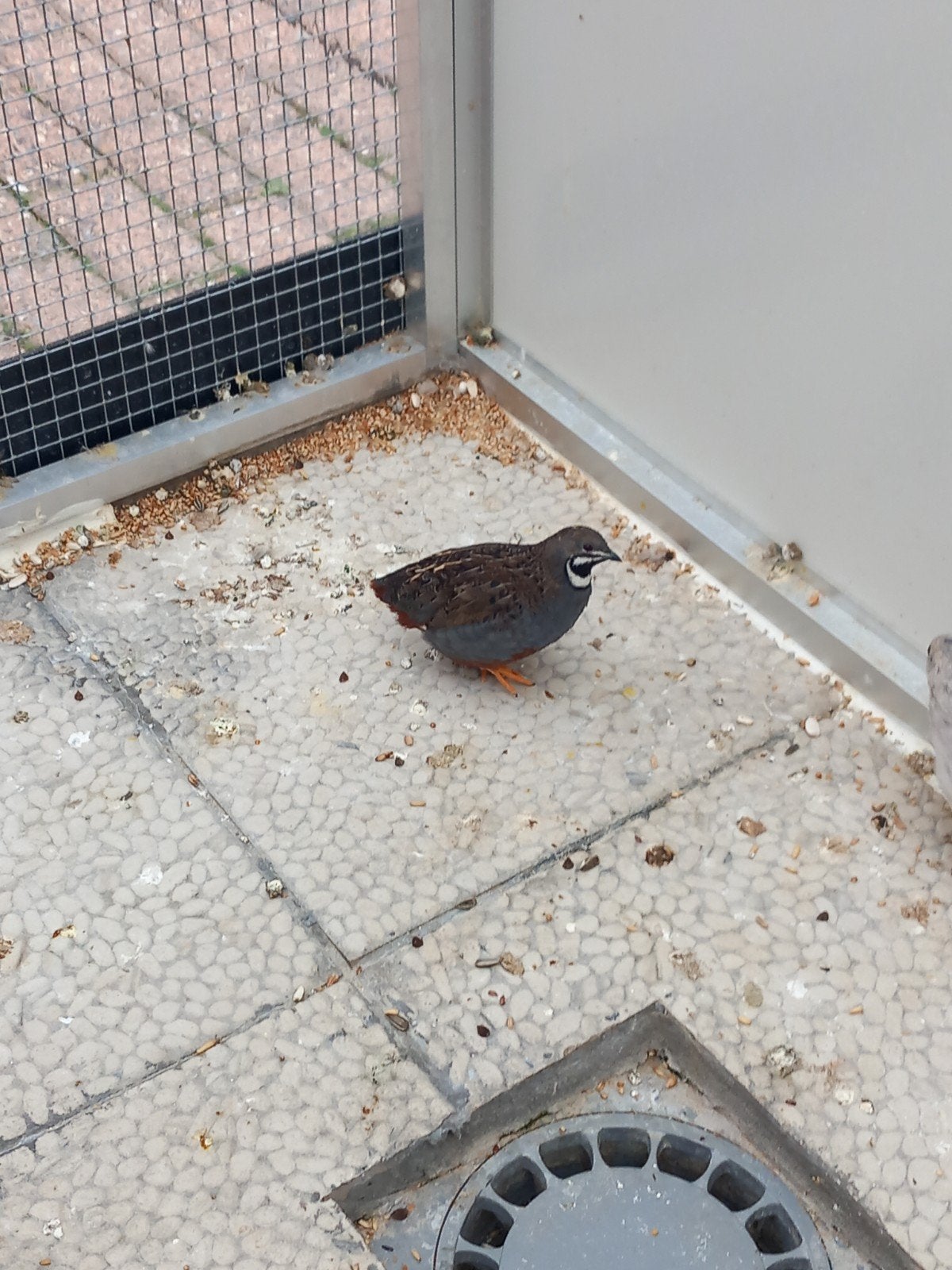 kwartelkoppeltje, Dieren en Toebehoren