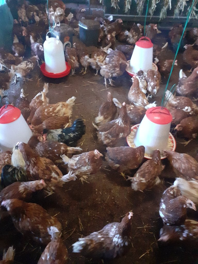 EIEREN VERS  DAGELIJKS  IN TEMSE   5 EURO, Ophalen