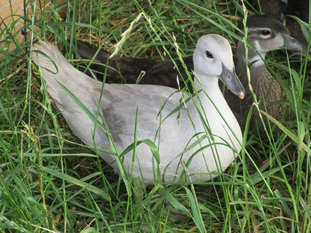 Canards de Caroline, Animaux & Accessoires, Plusieurs animaux, Oiseau tropical, Domestique