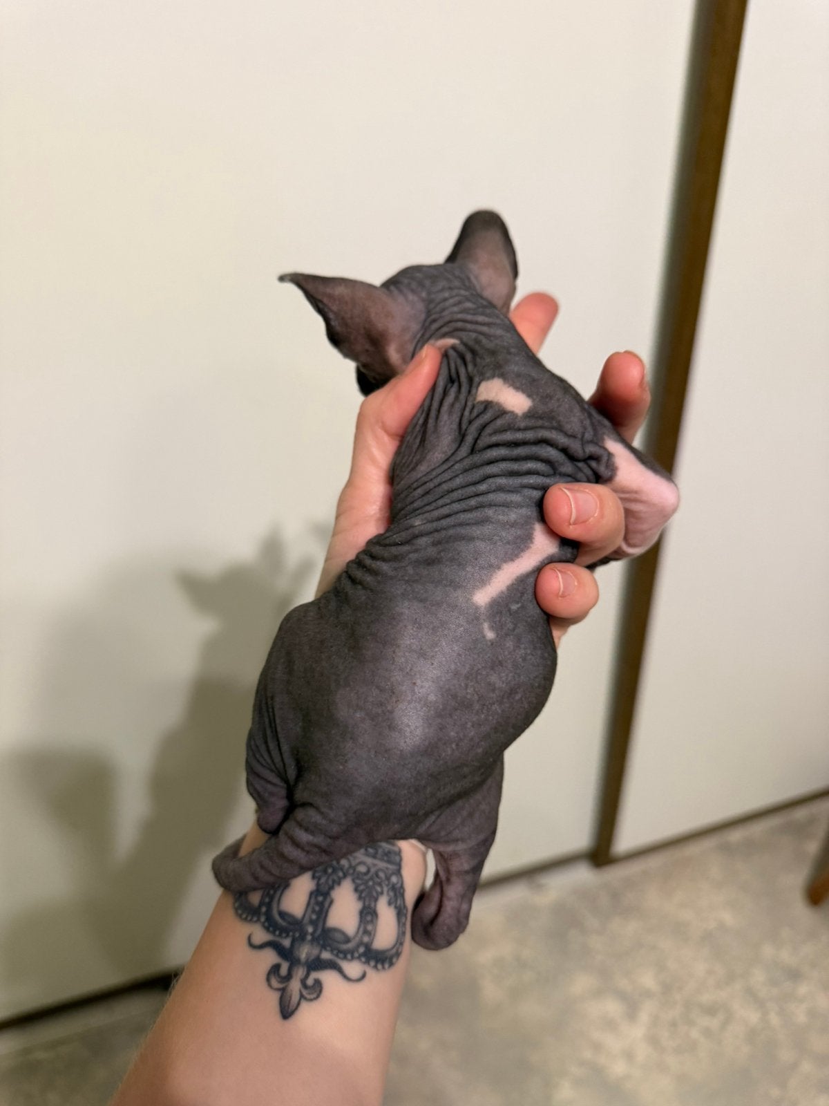 Prachtige Sphynx poes Van erkende hobbykwekerij, Poes, Met stamboom, 0 tot 2 jaar